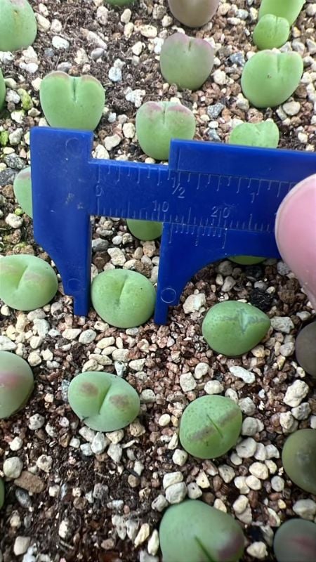 Conophytum Hybrid (C. bilobum X Maughanii  )