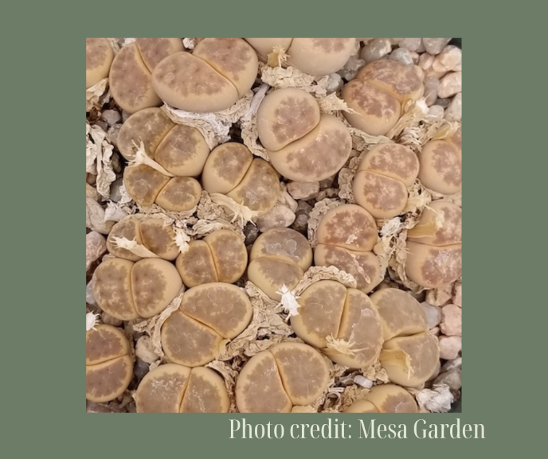 L. dinteri ssp. dinteri v. dinteri C206神笛  -Seeds capsule (estimate: at least 200 pcs seeds)