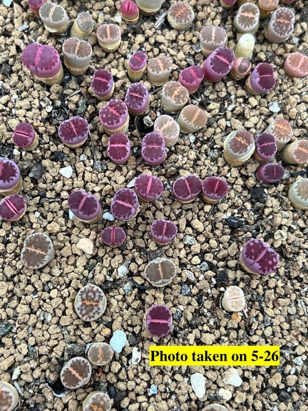 Lithops Purple Hot Lips