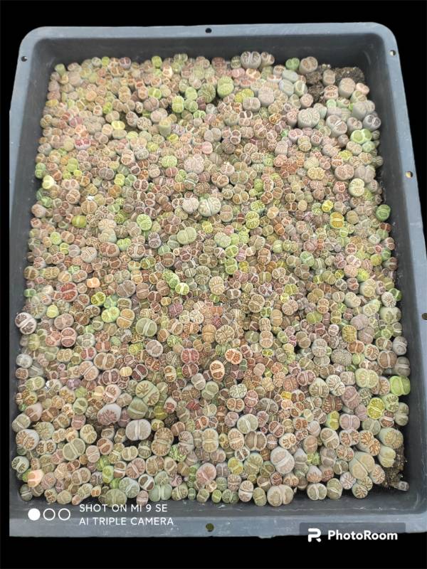 Lithops Kiku - green and multi color - sell in whole tray