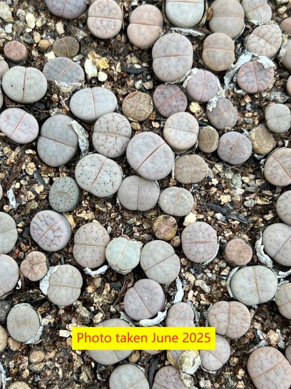 Lithops  pseudotruncatella  ssp. Groendrayensis C244