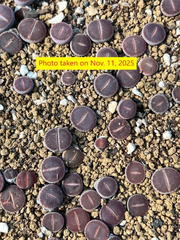 Lithops aucampiae cv. Dark Red