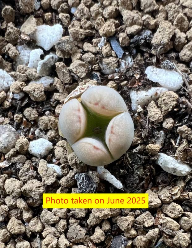 Lithops "White Rabbit"  1.5 years old