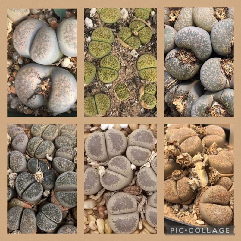 Lithops Terricolor seed Mix  -100 seeds
