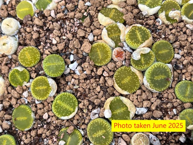 " Bellaketty"   Lithops aucampiae  ssp. eunicea v. eunicea ' Bellaketty  ' C48A