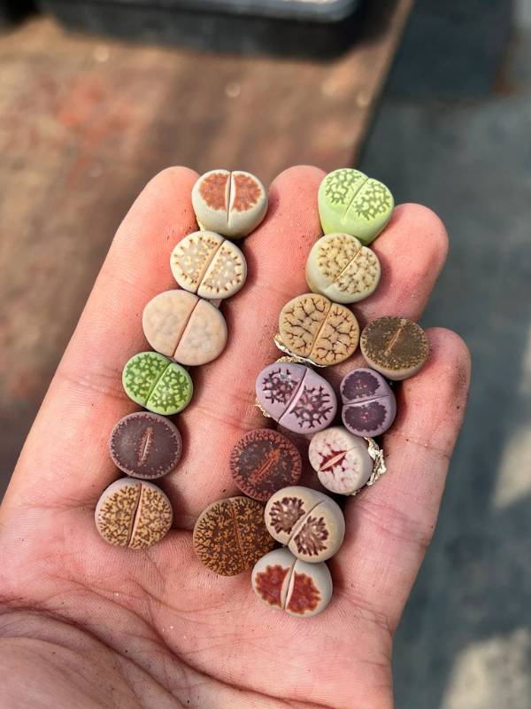 Lithops Lottery - Uncover Nature's Gems in Every Piece!
