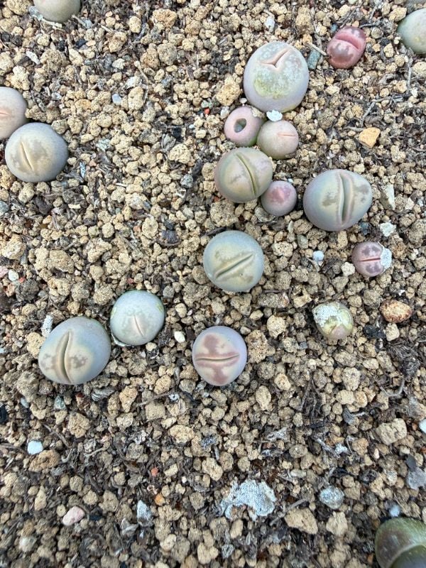 Lithops olivacea var. olivacea 'Voldemort's Visage'.