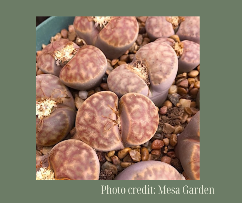 L. bromfieldii v. bromfieldii C40柘榴 -Seeds capsule (estimate: at least 200 pcs seeds)