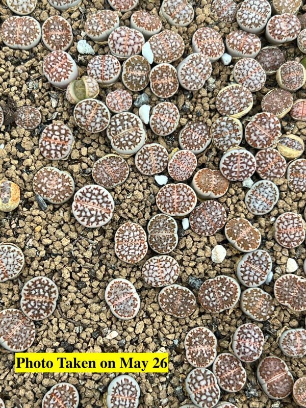 Lithops  julii  ssp. jullii C64