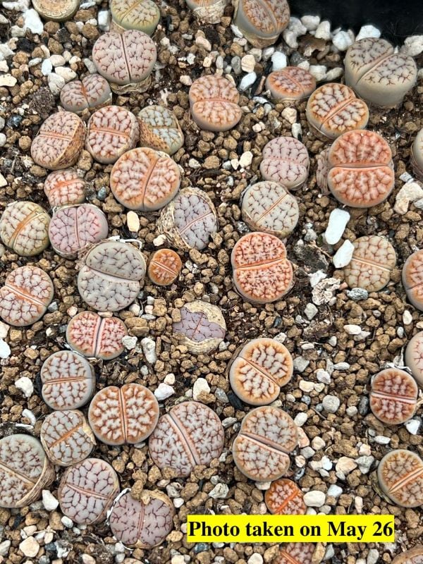 Lithops gracilidelineata var. waldroniae (C189) X Lithops  gracilidelineata  v. gracilidelineata ' Cafe au lait  ' 189拿铁