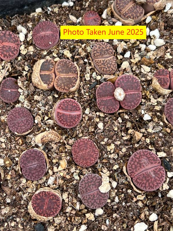 "Embers"   Lithops bromfieldii  v. glaudinae ' Embers  ' -  4 years plant