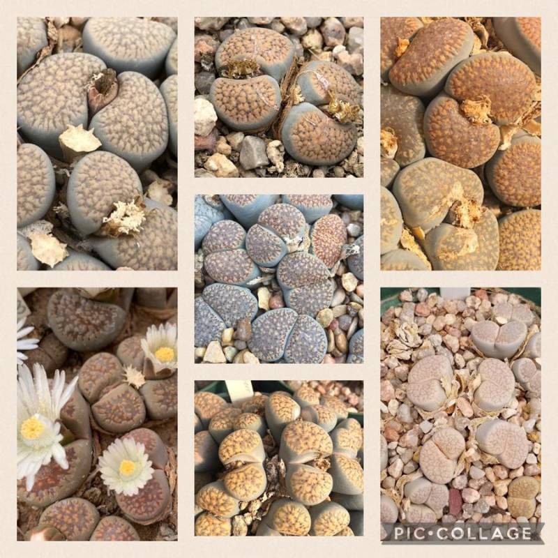 Lithops Verruculosa seed Mix  -100 seeds