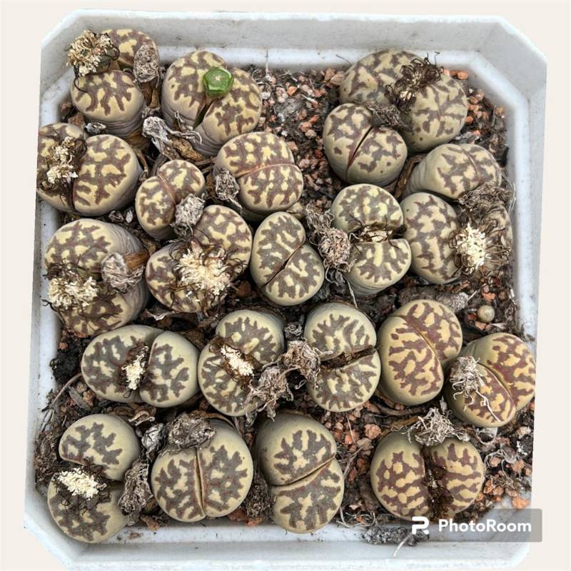 Lithops dorothea C124 per head