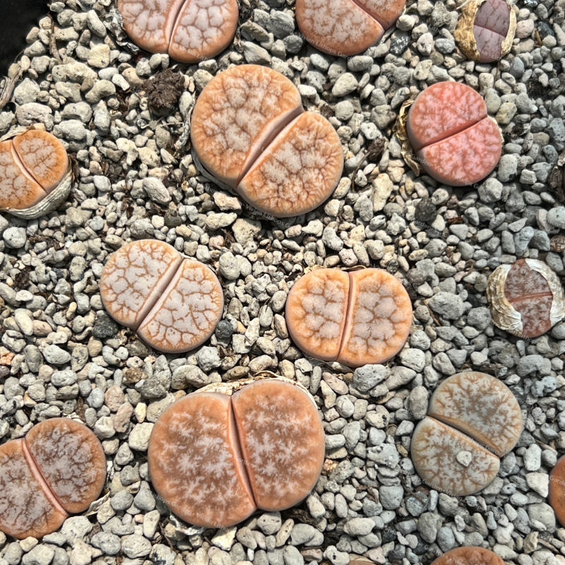 Best Selected Lithops  gracilidelineata  v. gracilidelineata ' Caf au lait  ' C309A