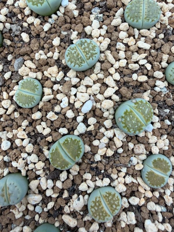 Lithops Julii Hybrid — Frosted Creamy Green