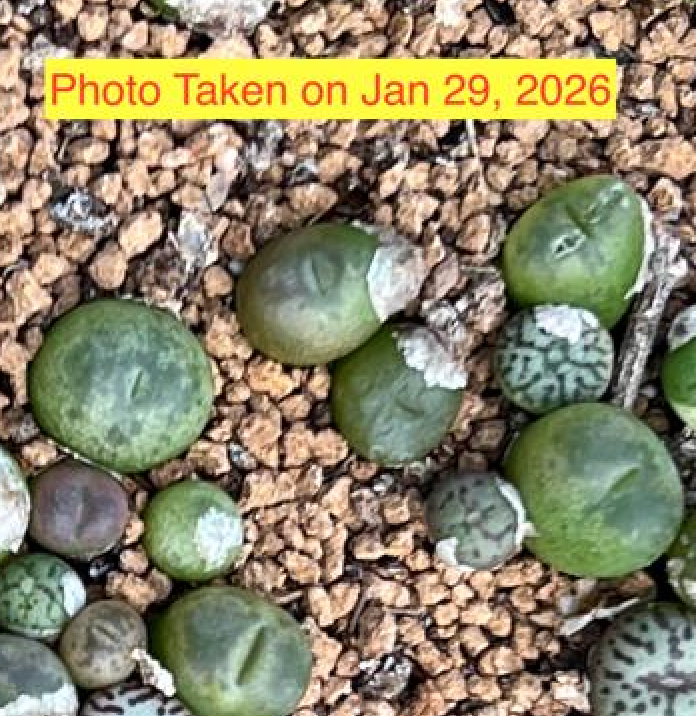 Conophytum maughanii hybrid - mix per piece