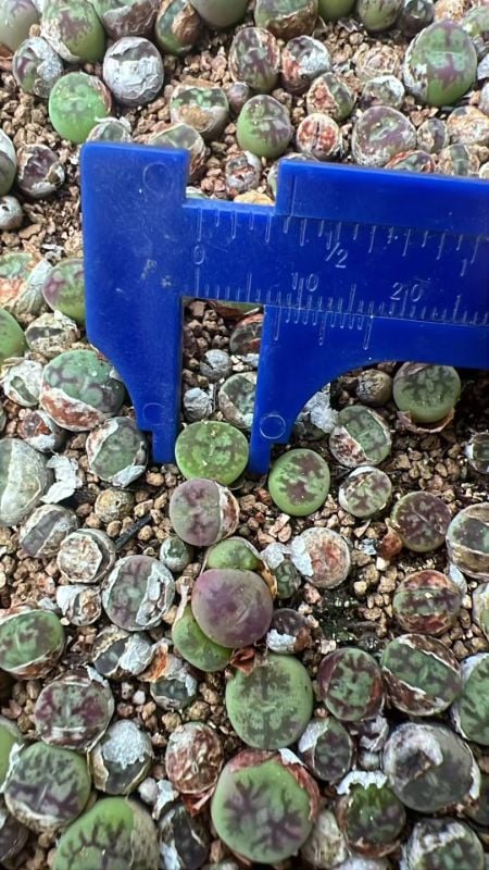 Conophytum Hybrid (Maughanii X C. Minimum Wittebergense)