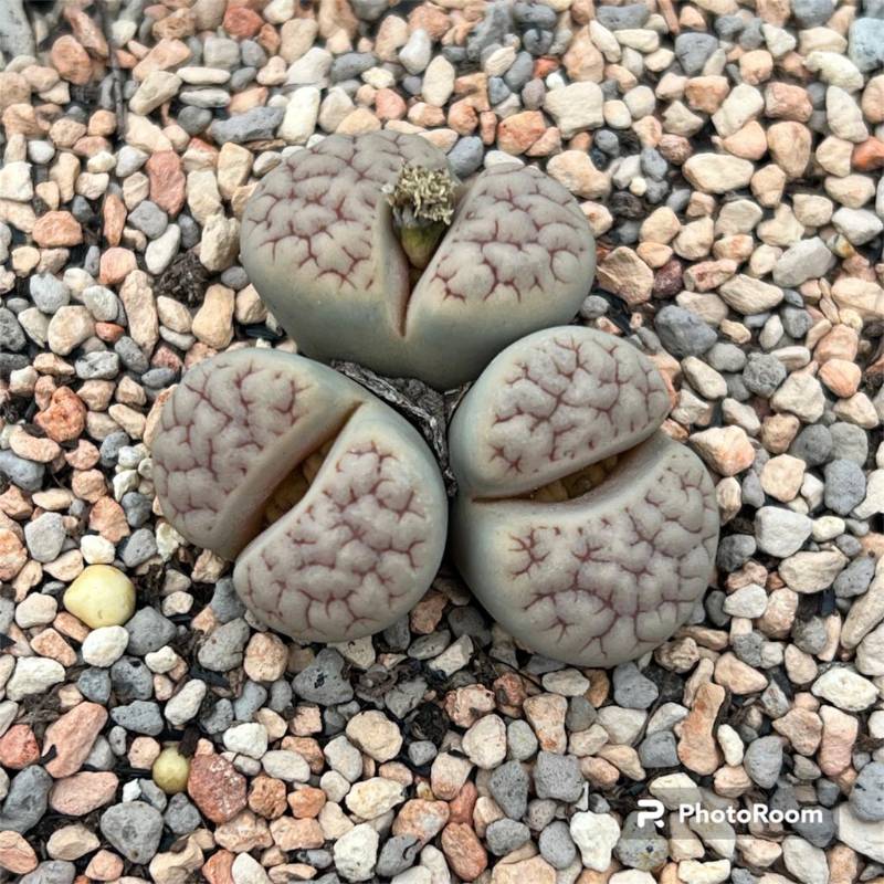 Lithops  gracilidelineata  v. waldroniae C189 per cluster