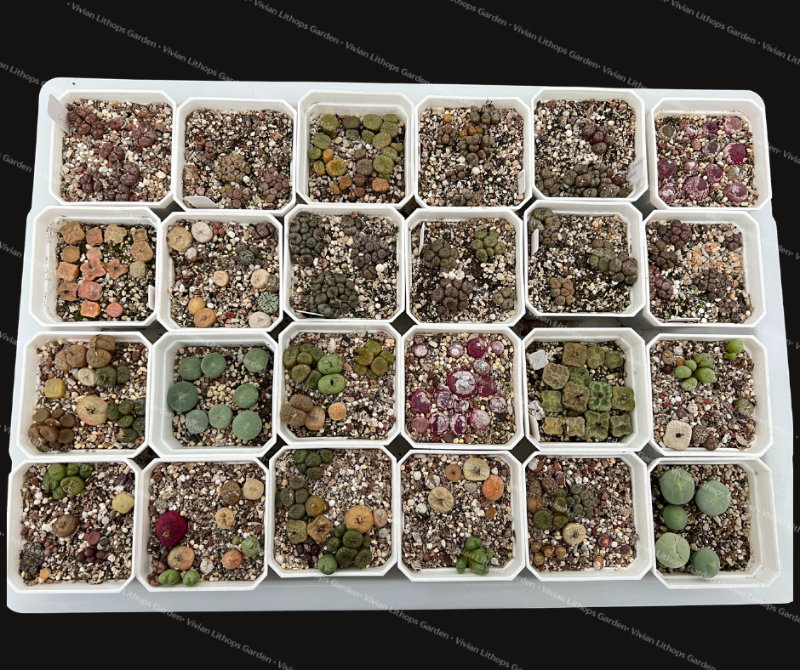 Colorful Cousins Conophytum Starter Collection - 24 pots per set