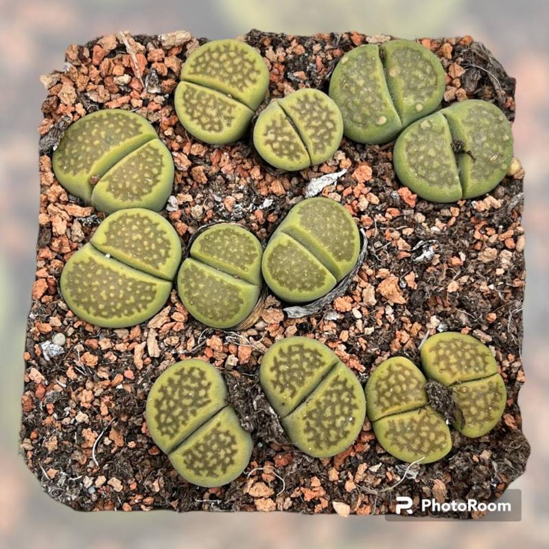 Lithops  hallii  v. ochracea ' Green Soapstone  ' C111A per head