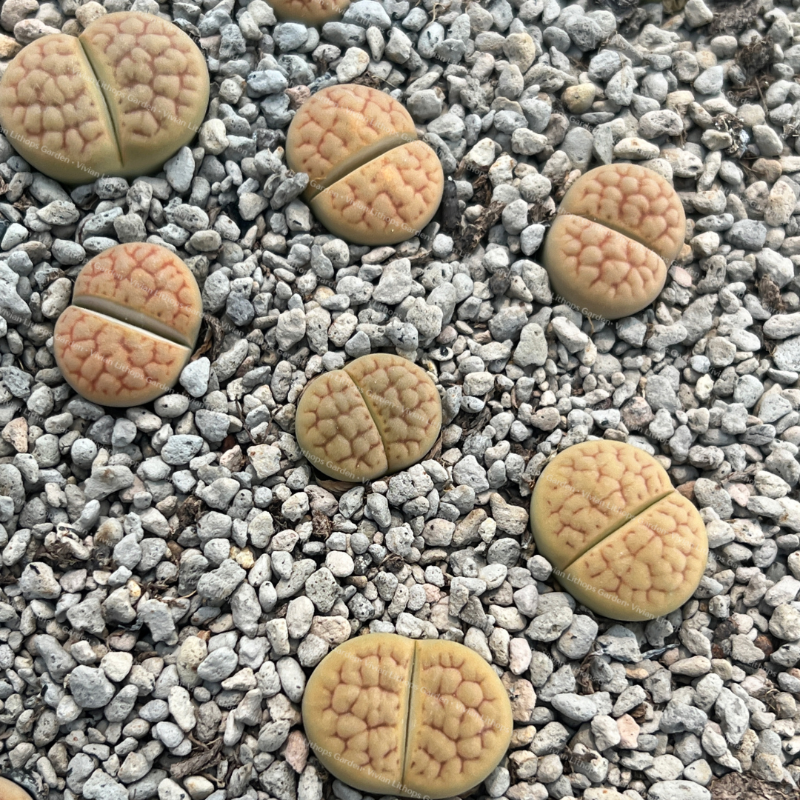 Lithops hookeri v. lutea 'Aubarede'
C38A