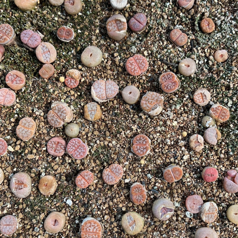 Lithops gracilidelineata v. gracilidelineata ' Cafe au lait ' 1.5 years  C309A per pc