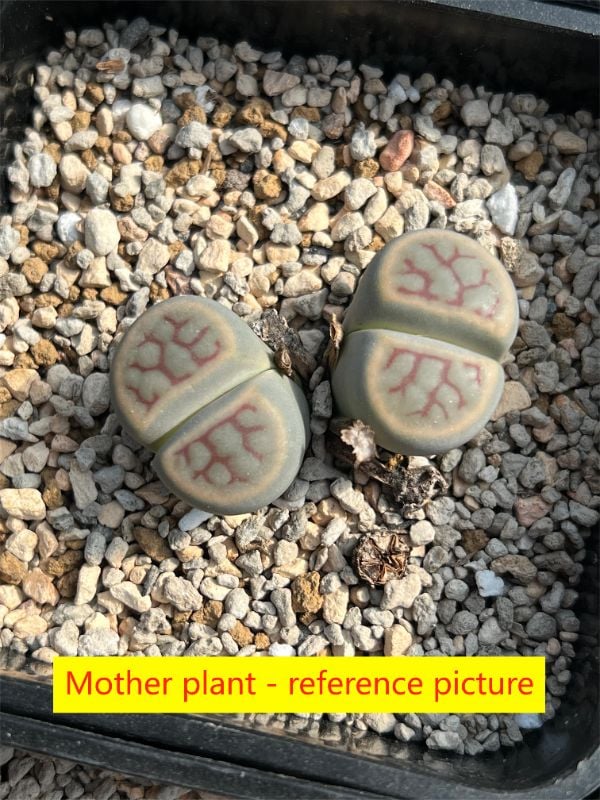 Lithops schwantesii ssp. schwantesii v. marthae C148.