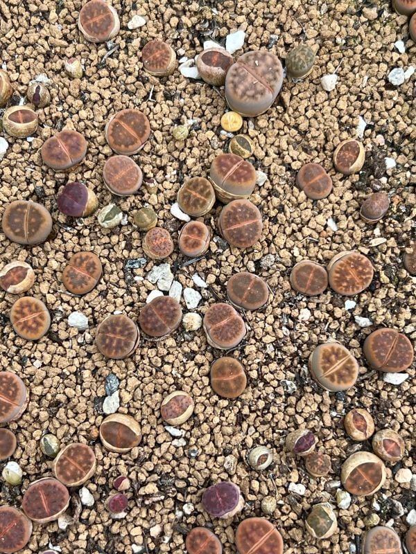 Lithops karasmontana var. lericheana