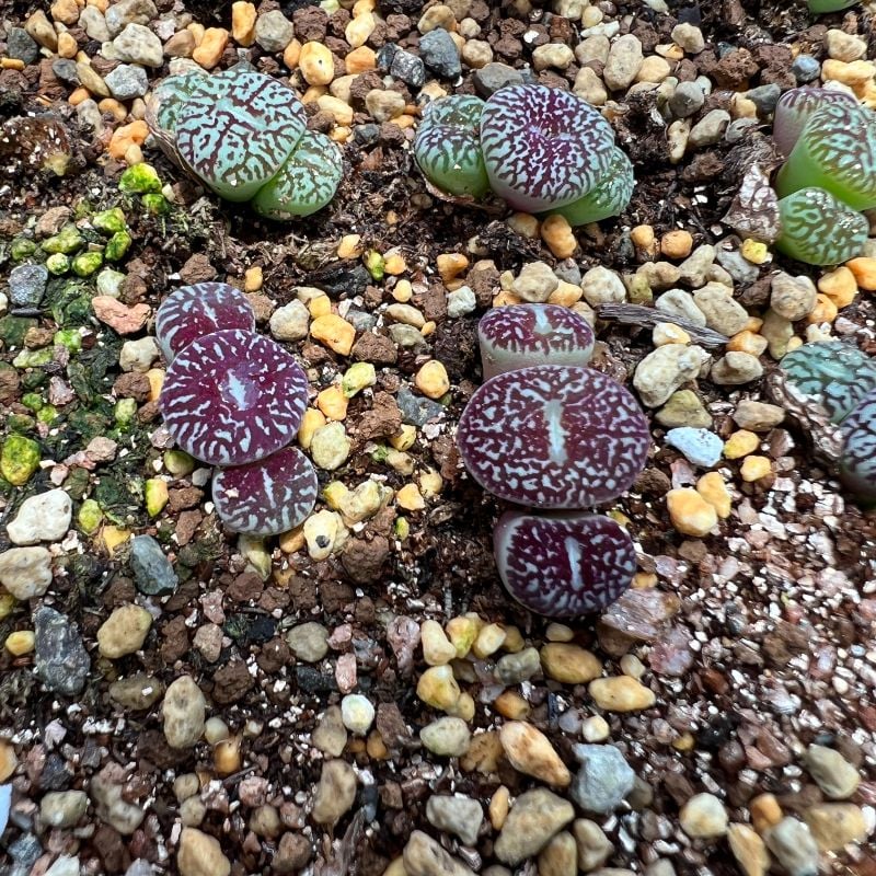 Conophytum Minimum Wittebergense RR714 （Best selected)