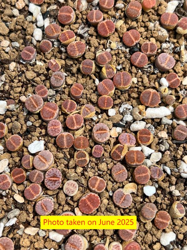 Lithops julii (C218) #1623 cv ‘littlewoodii’