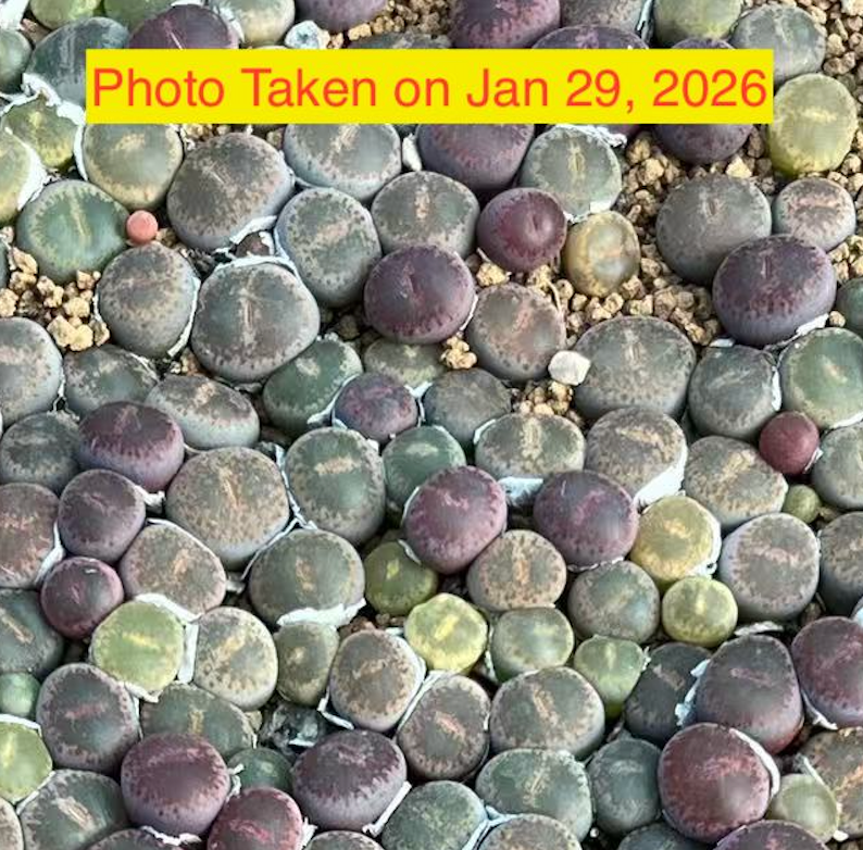 Lithops lesliei venteri C153 - Best selected full window