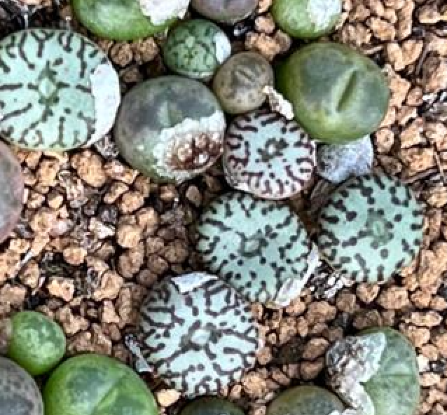 Conophytum obcordellum - per piece