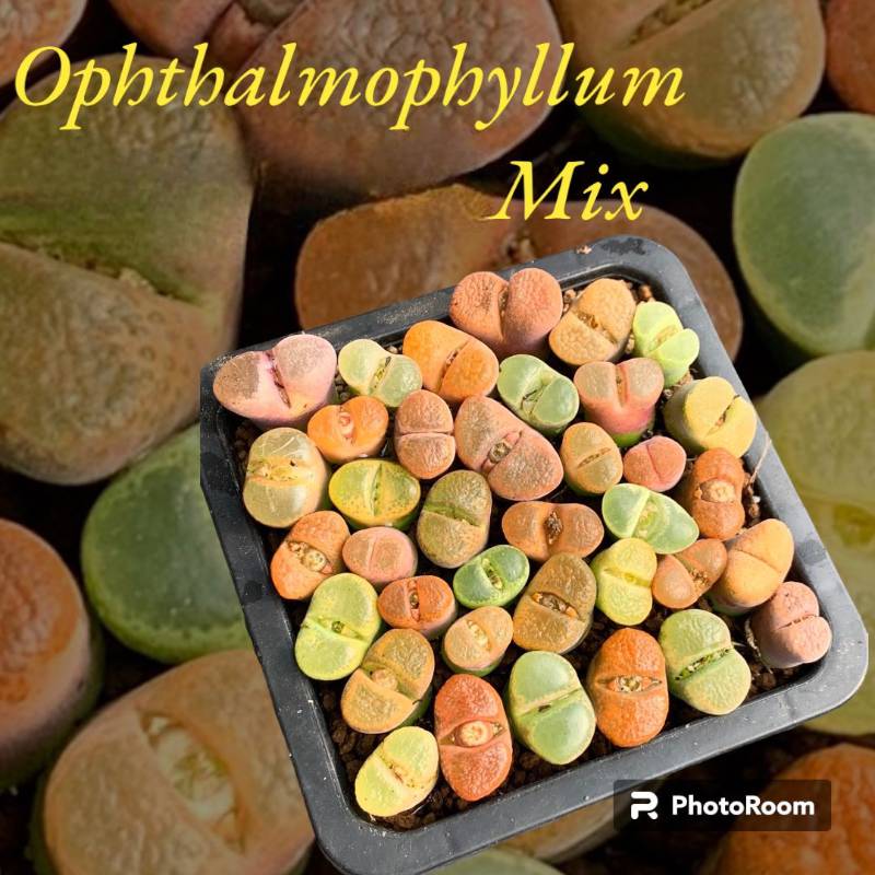 Conophytum Opthalmophyllum Mix Adult plants