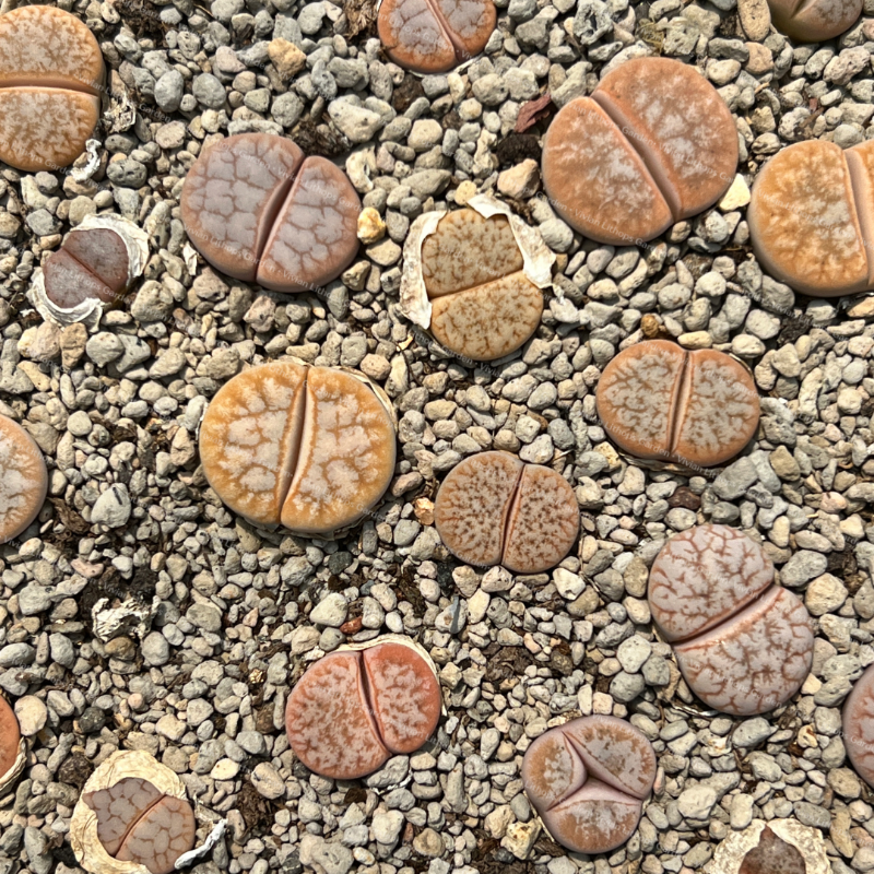 Best Selected Lithops  gracilidelineata  v. gracilidelineata ' Caf au lait  ' C309A