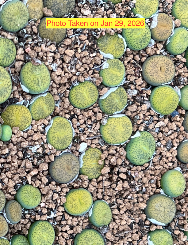 Lithops lesliei ssp. lesliei v. mariae (In Green)