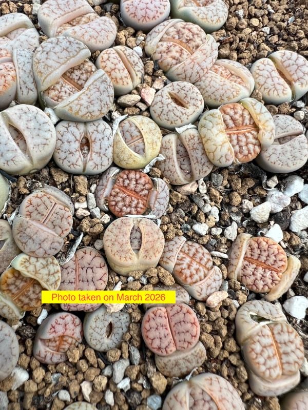 Lithops gracilidelineata var. waldroniae (C189) X Lithops  gracilidelineata  v. gracilidelineata ' Cafe au lait  ' 189拿铁