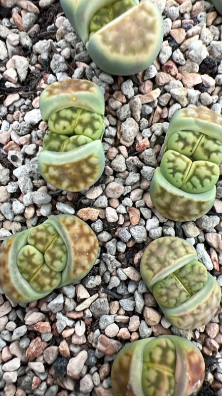 Lithops karasmontana syn. Mickbergensis C169 | Discover Rare