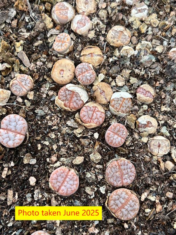 "Cafe au lait" Lithops  gracilidelineata  v. gracilidelineata ' Cafe au lait  '