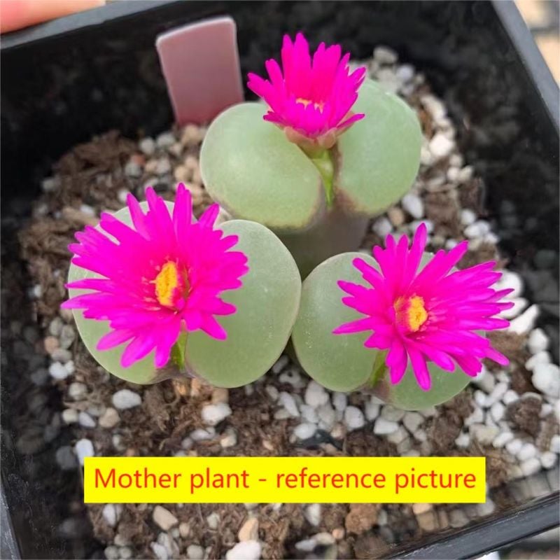 Conophytum section Ophthalmophyllum, LAV 28126, nicknamed 'Pink Lady'