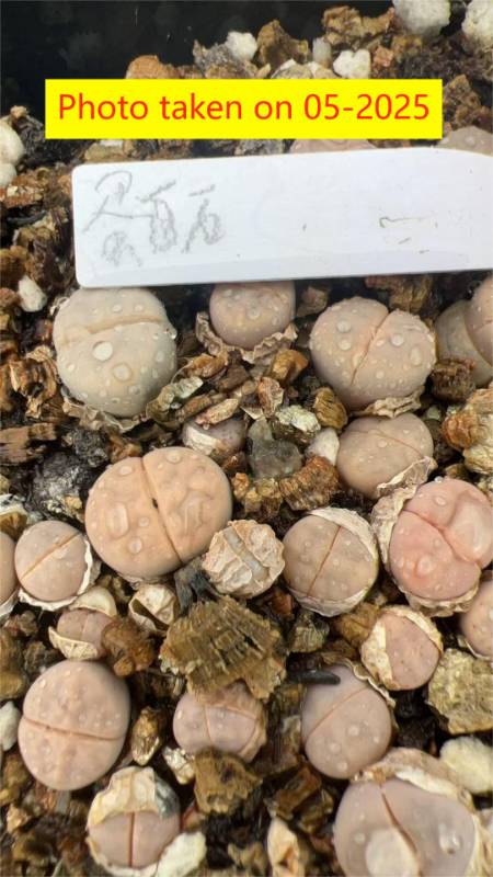 Lithops karasmontana ssp karsmontana v. karasmontana (syn. Mickbergensis) white - MG1630.1