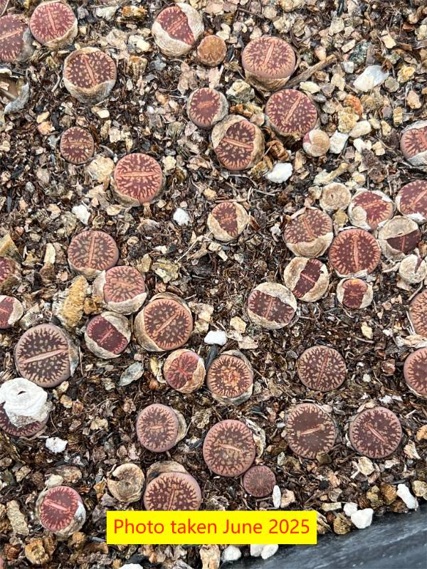 Lithops  aucampiae  ssp. eunicea v. fluminalis C54 S.S (PINK Body)