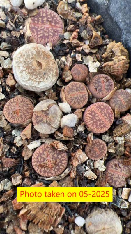Lithops  aucampiae  ssp. eunicea v. fluminalis C54 S.S (PINK Body)