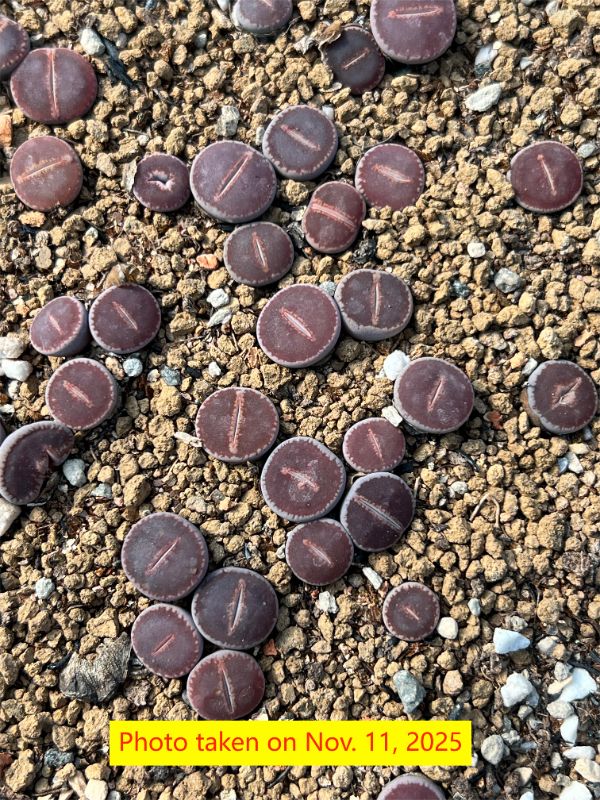 Lithops aucampiae cv. Dark Red