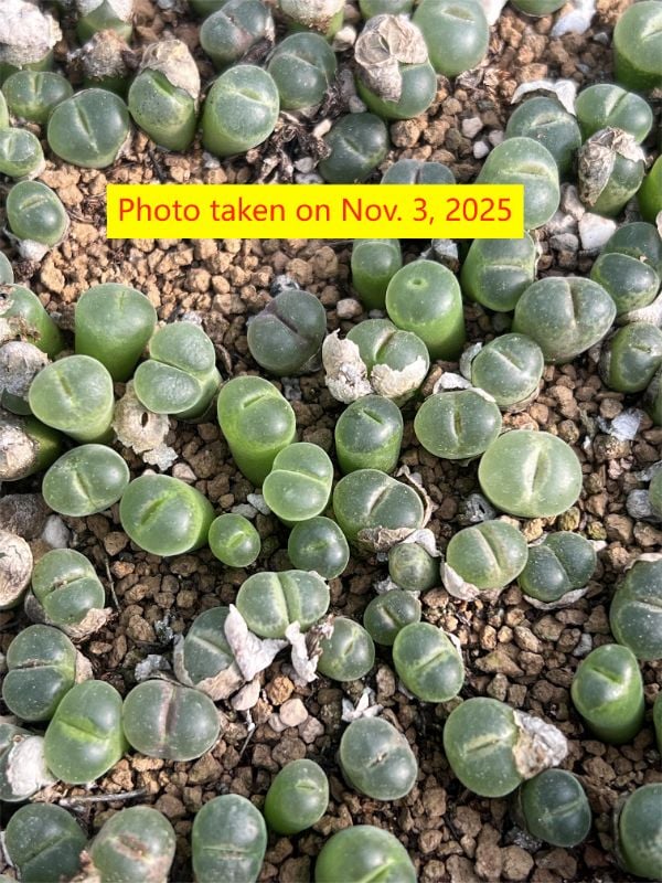 Conophytum section Ophthalmophyllum, LAV 28126, nicknamed 'Pink Lady'