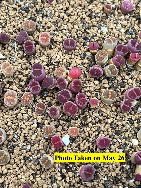 Lithops Purple Hot Lips