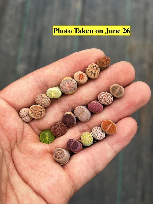 🌈 Jewel Box of Living Stones – 20 Lithops Wonders 🌈