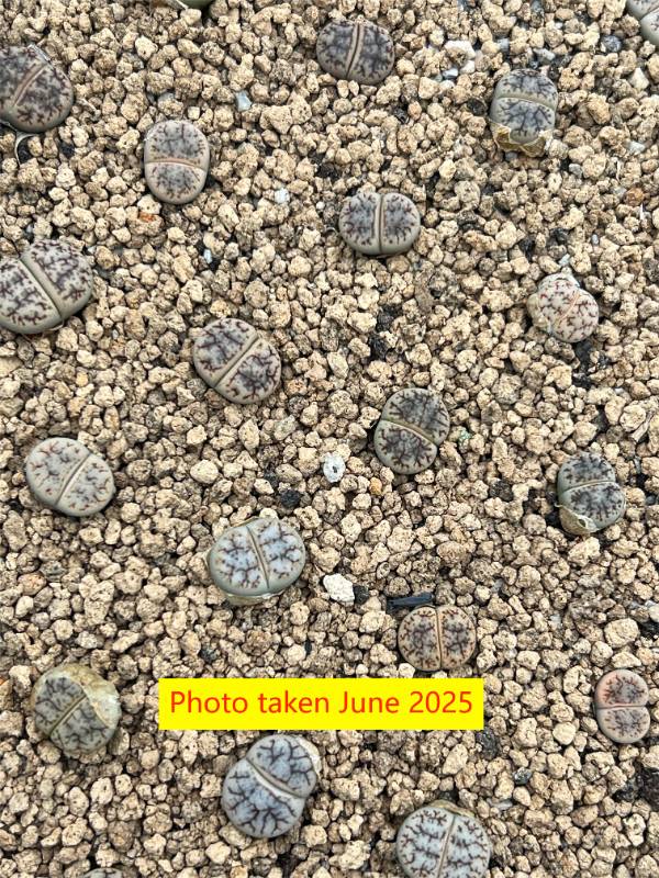 Lithops werneri C188
