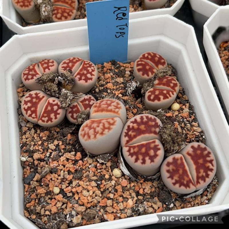 Lithops RED TOP seed Mix  -100 seeds