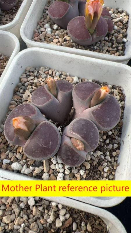 Lithops aucampiae cv. Dark Red