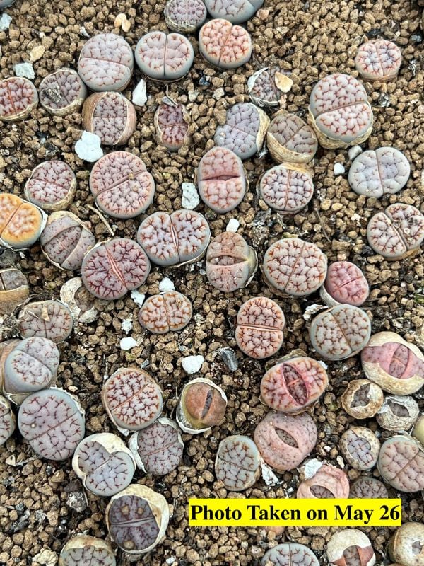 Hybrid - Lithops gracilidelineata var. waldroniae C189 Hybrid